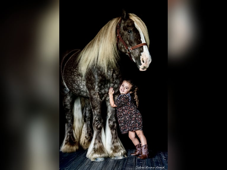 Cob Irlandese / Tinker / Gypsy Vanner Castrone 5 Anni 142 cm in Ocala