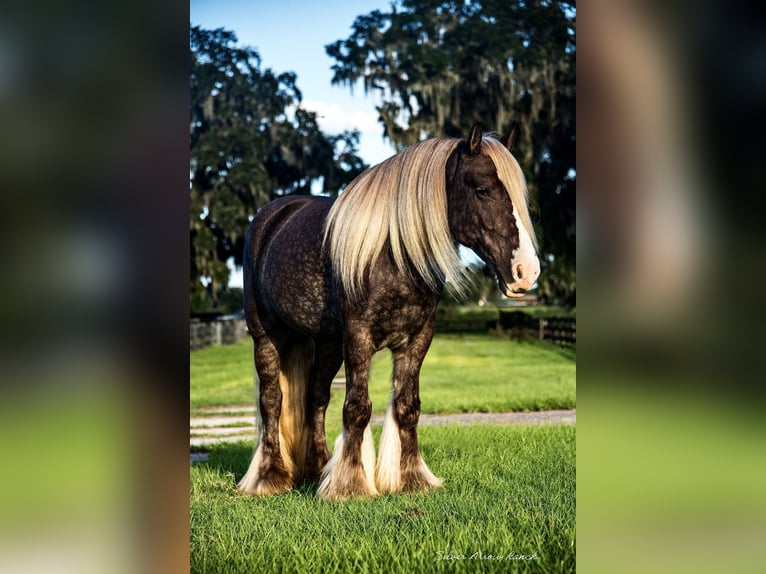 Cob Irlandese / Tinker / Gypsy Vanner Castrone 5 Anni 142 cm in Ocala