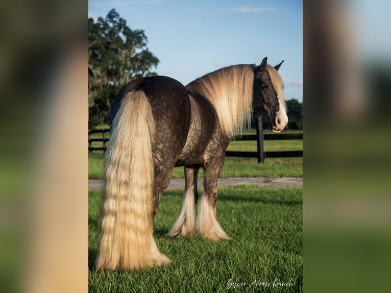 Cob Irlandese / Tinker / Gypsy Vanner Castrone 5 Anni 142 cm in Ocala