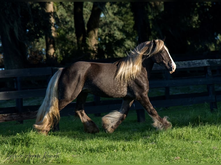 Cob Irlandese / Tinker / Gypsy Vanner Castrone 5 Anni 142 cm in Ocala