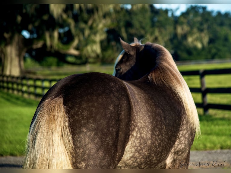 Cob Irlandese / Tinker / Gypsy Vanner Castrone 5 Anni 142 cm in Ocala