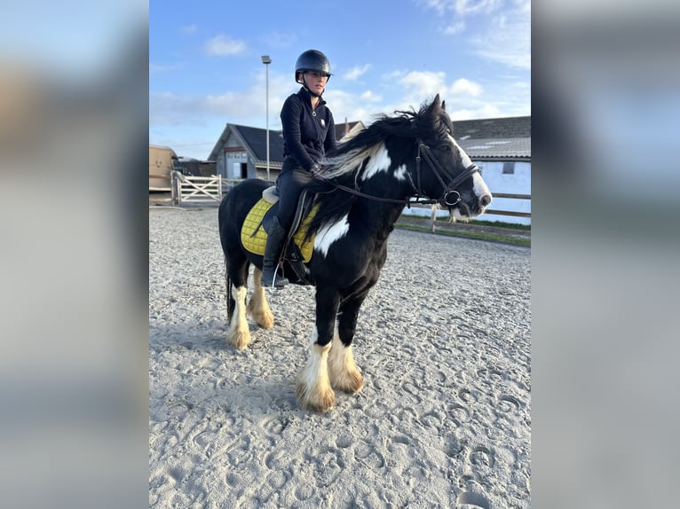 Cob Irlandese / Tinker / Gypsy Vanner Castrone 5 Anni 142 cm Pezzato in Bogaarden