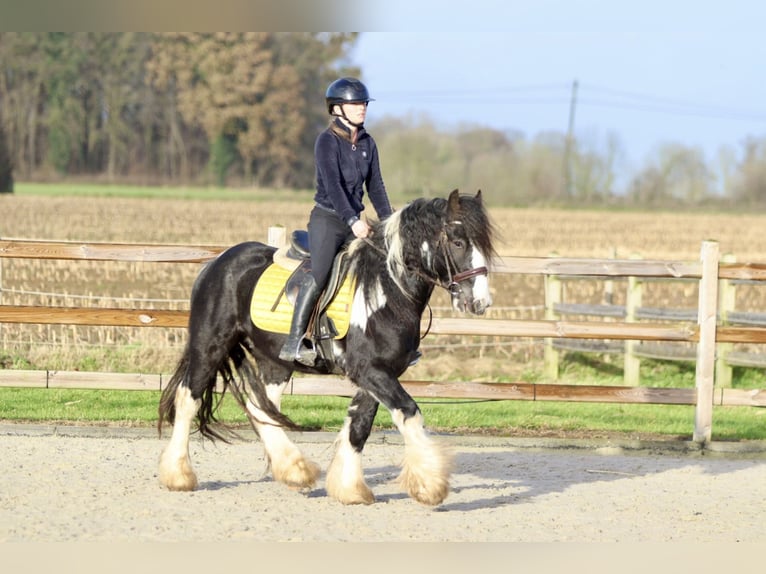 Cob Irlandese / Tinker / Gypsy Vanner Castrone 5 Anni 142 cm Pezzato in Bogaarden