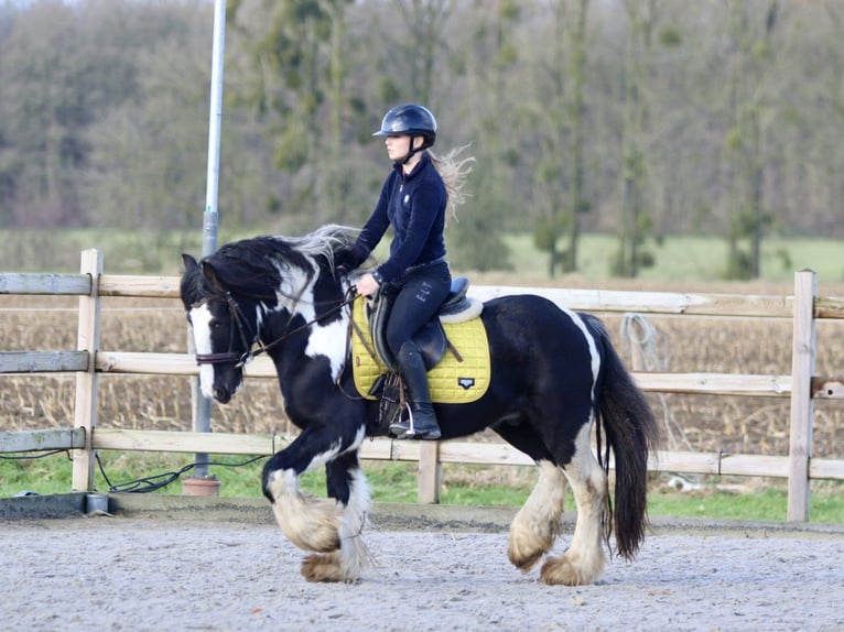 Cob Irlandese / Tinker / Gypsy Vanner Castrone 5 Anni 142 cm Pezzato in Bogaarden