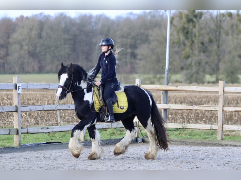 Cob Irlandese / Tinker / Gypsy Vanner Castrone 5 Anni 142 cm Pezzato in Bogaarden