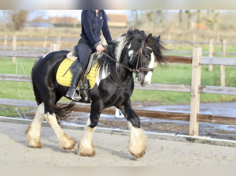 Cob Irlandese / Tinker / Gypsy Vanner Castrone 5 Anni 142 cm Pezzato in Bogaarden