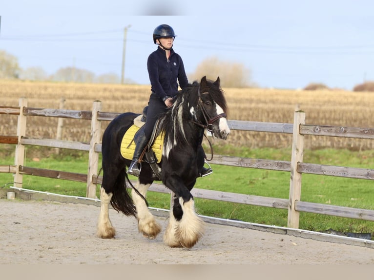 Cob Irlandese / Tinker / Gypsy Vanner Castrone 5 Anni 142 cm Pezzato in Bogaarden