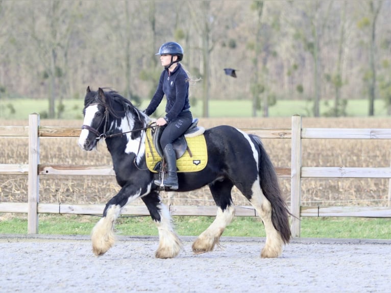 Cob Irlandese / Tinker / Gypsy Vanner Castrone 5 Anni 142 cm Pezzato in Bogaarden