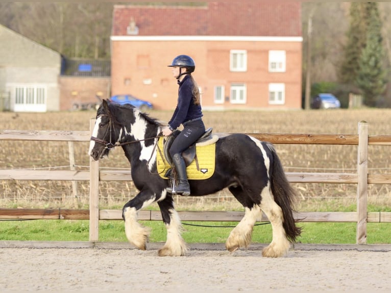 Cob Irlandese / Tinker / Gypsy Vanner Castrone 5 Anni 142 cm Pezzato in Bogaarden