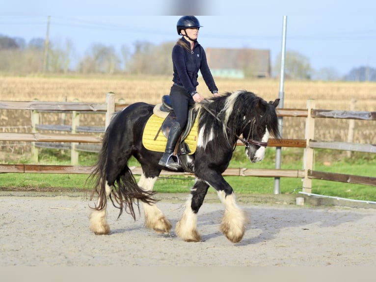 Cob Irlandese / Tinker / Gypsy Vanner Castrone 5 Anni 142 cm Pezzato in Bogaarden