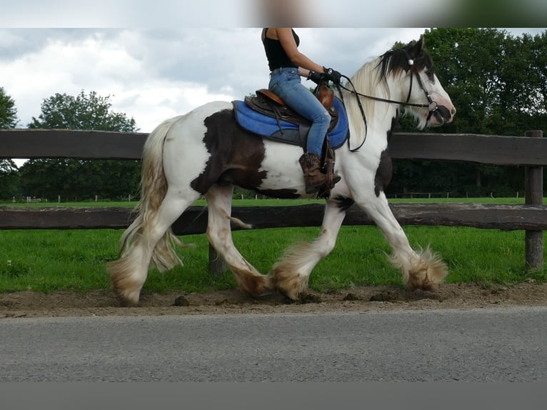 Cob Irlandese / Tinker / Gypsy Vanner Castrone 5 Anni 142 cm Pezzato in Lathen