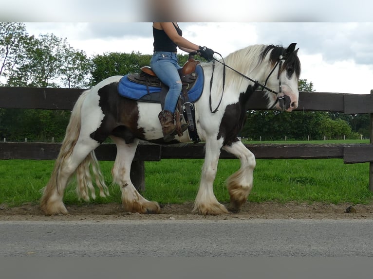 Cob Irlandese / Tinker / Gypsy Vanner Castrone 5 Anni 142 cm Pezzato in Lathen