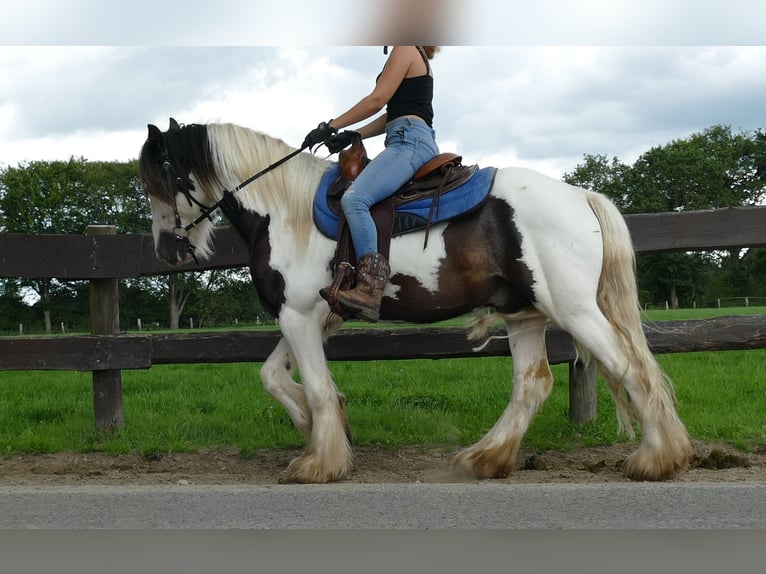 Cob Irlandese / Tinker / Gypsy Vanner Castrone 5 Anni 142 cm Pezzato in Lathen