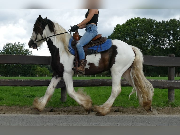 Cob Irlandese / Tinker / Gypsy Vanner Castrone 5 Anni 142 cm Pezzato in Lathen