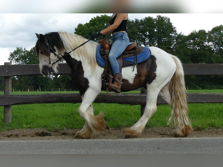 Cob Irlandese / Tinker / Gypsy Vanner Castrone 5 Anni 142 cm Pezzato in Lathen