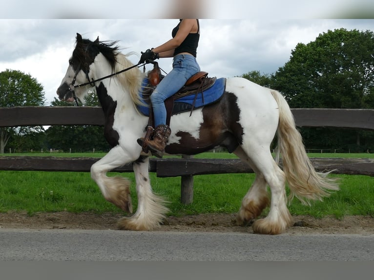 Cob Irlandese / Tinker / Gypsy Vanner Castrone 5 Anni 142 cm Pezzato in Lathen