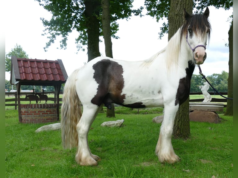 Cob Irlandese / Tinker / Gypsy Vanner Castrone 5 Anni 142 cm Pezzato in Lathen