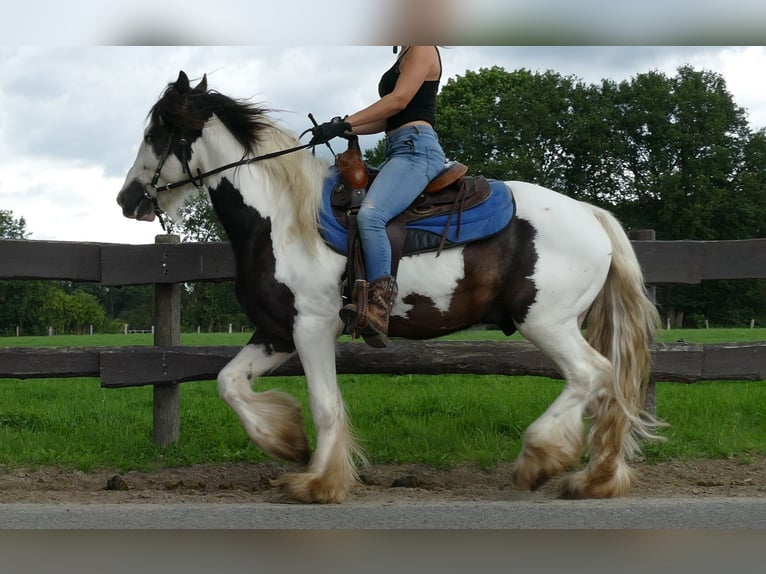 Cob Irlandese / Tinker / Gypsy Vanner Castrone 5 Anni 142 cm Pezzato in Lathen