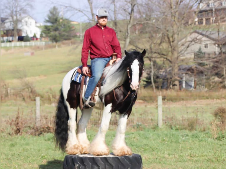Cob Irlandese / Tinker / Gypsy Vanner Castrone 5 Anni 142 cm Tobiano-tutti i colori in Dundee OH