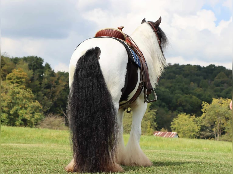 Cob Irlandese / Tinker / Gypsy Vanner Castrone 5 Anni 142 cm Tobiano-tutti i colori in Dundee OH