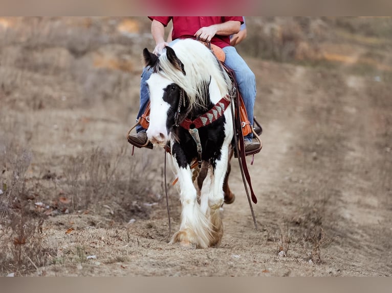 Cob Irlandese / Tinker / Gypsy Vanner Castrone 5 Anni 142 cm Tobiano-tutti i colori in Santa Fe TN