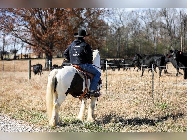 Cob Irlandese / Tinker / Gypsy Vanner Castrone 5 Anni 142 cm Tobiano-tutti i colori in Santa Fe TN