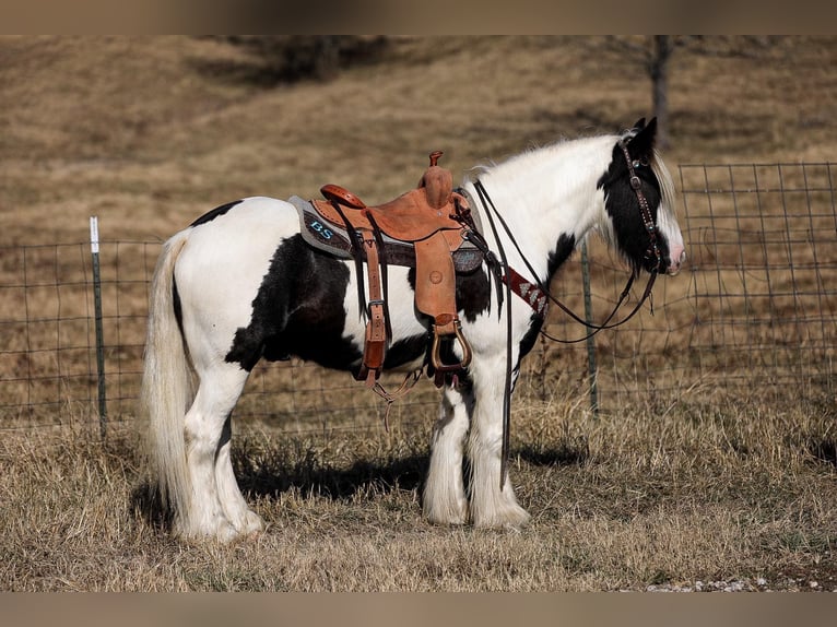 Cob Irlandese / Tinker / Gypsy Vanner Castrone 5 Anni 142 cm Tobiano-tutti i colori in Santa Fe TN