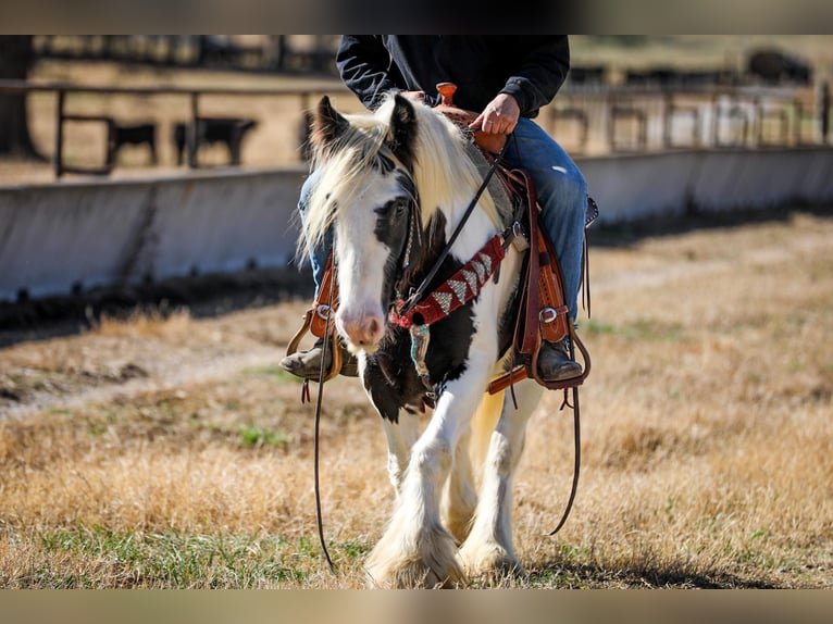 Cob Irlandese / Tinker / Gypsy Vanner Castrone 5 Anni 142 cm Tobiano-tutti i colori in Santa Fe TN