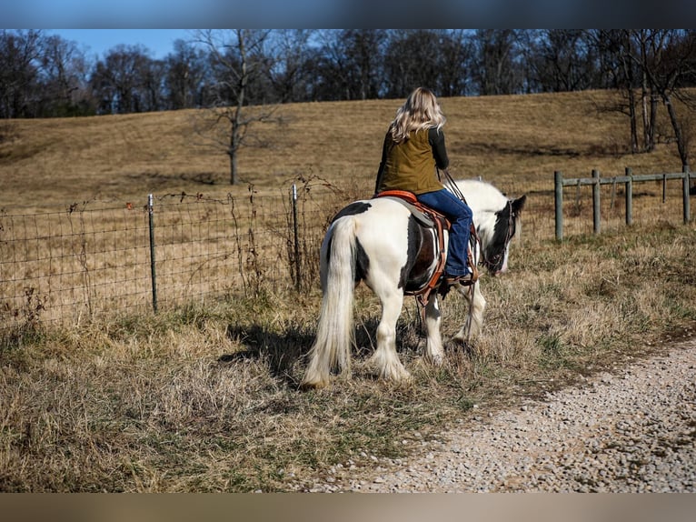 Cob Irlandese / Tinker / Gypsy Vanner Castrone 5 Anni 142 cm Tobiano-tutti i colori in Santa Fe TN