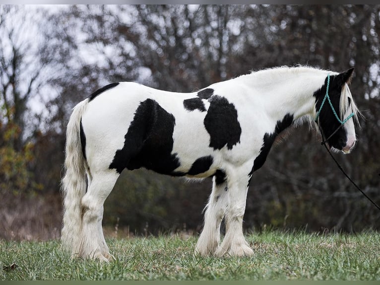 Cob Irlandese / Tinker / Gypsy Vanner Castrone 5 Anni 142 cm Tobiano-tutti i colori in Santa Fe TN