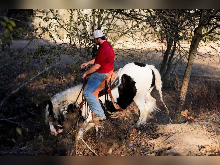 Cob Irlandese / Tinker / Gypsy Vanner Castrone 5 Anni 142 cm Tobiano-tutti i colori in Santa Fe TN