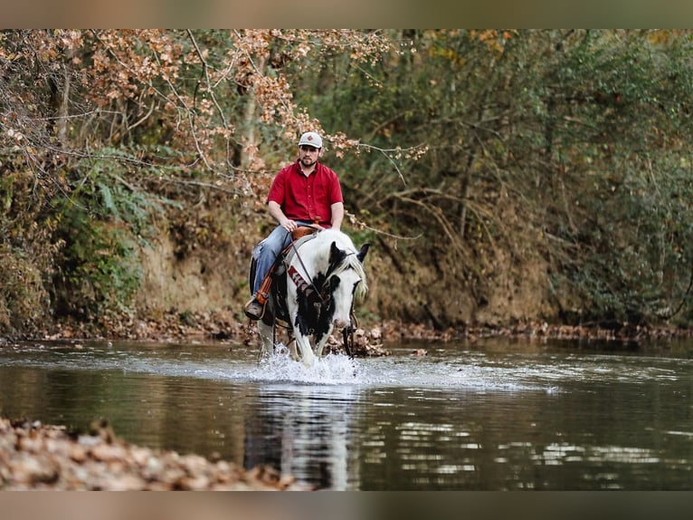 Cob Irlandese / Tinker / Gypsy Vanner Castrone 5 Anni 142 cm Tobiano-tutti i colori in Santa Fe TN