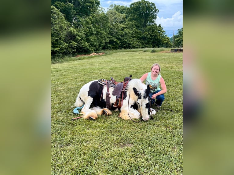 Cob Irlandese / Tinker / Gypsy Vanner Castrone 5 Anni 142 cm Tobiano-tutti i colori in Santa Fe TN