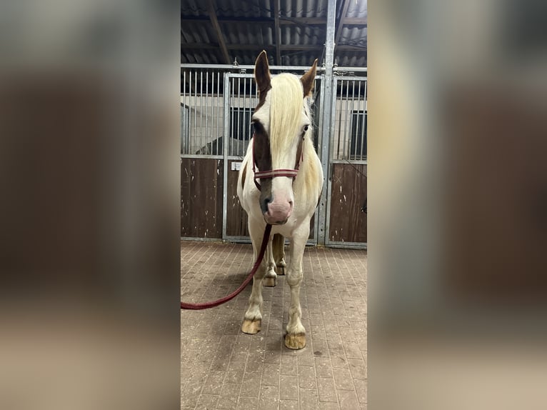 Cob Irlandese / Tinker / Gypsy Vanner Castrone 5 Anni 145 cm Pezzato in Rolofshagen