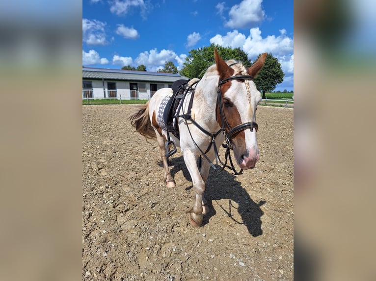 Cob Irlandese / Tinker / Gypsy Vanner Castrone 5 Anni 145 cm Pezzato in Rolofshagen