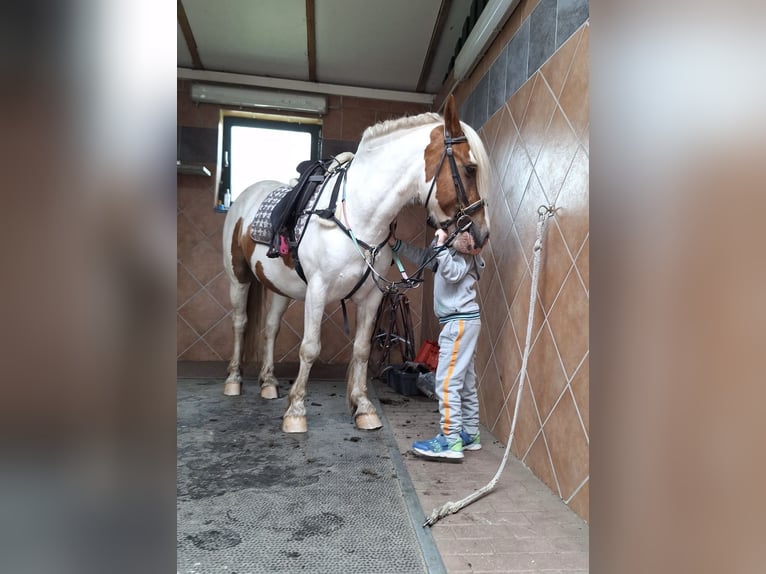 Cob Irlandese / Tinker / Gypsy Vanner Castrone 5 Anni 145 cm Pezzato in Rolofshagen