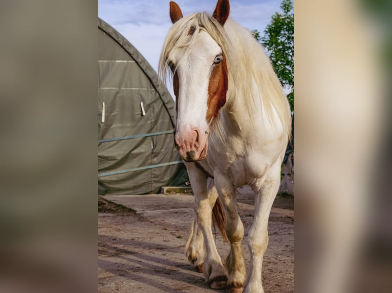 Cob Irlandese / Tinker / Gypsy Vanner Castrone 5 Anni 145 cm Pezzato in Rolofshagen