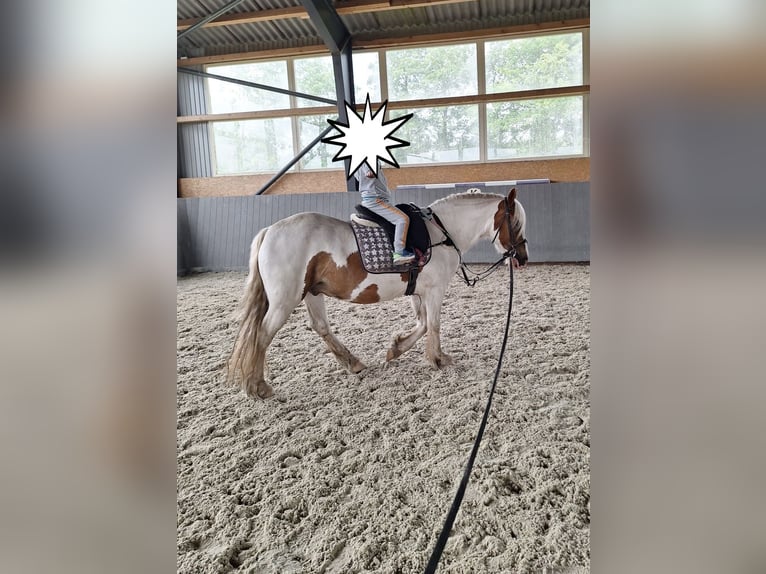 Cob Irlandese / Tinker / Gypsy Vanner Castrone 5 Anni 145 cm Pezzato in Rolofshagen