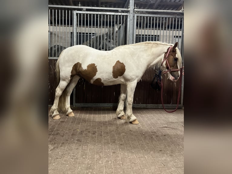 Cob Irlandese / Tinker / Gypsy Vanner Castrone 5 Anni 145 cm Pezzato in Rolofshagen