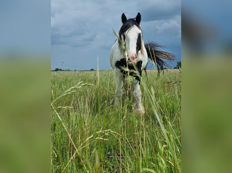 Cob Irlandese / Tinker / Gypsy Vanner Castrone 5 Anni 145 cm Pezzato in Vlijmen