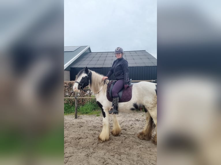 Cob Irlandese / Tinker / Gypsy Vanner Castrone 5 Anni 145 cm Pezzato in Vlijmen