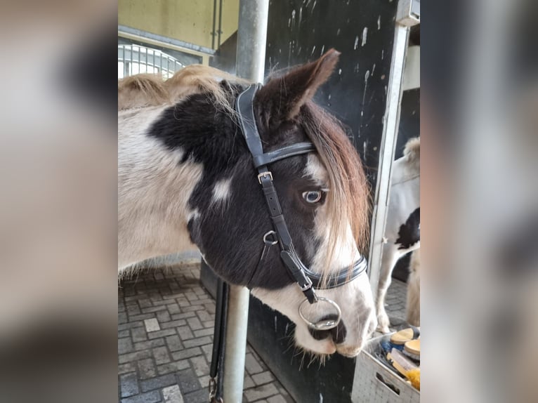 Cob Irlandese / Tinker / Gypsy Vanner Castrone 5 Anni 145 cm Pezzato in Vlijmen