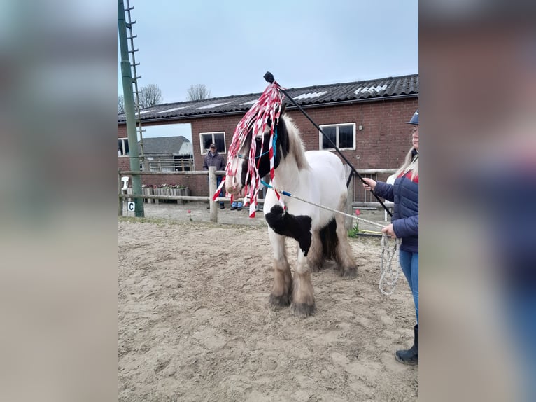 Cob Irlandese / Tinker / Gypsy Vanner Castrone 5 Anni 145 cm Pezzato in Vlijmen