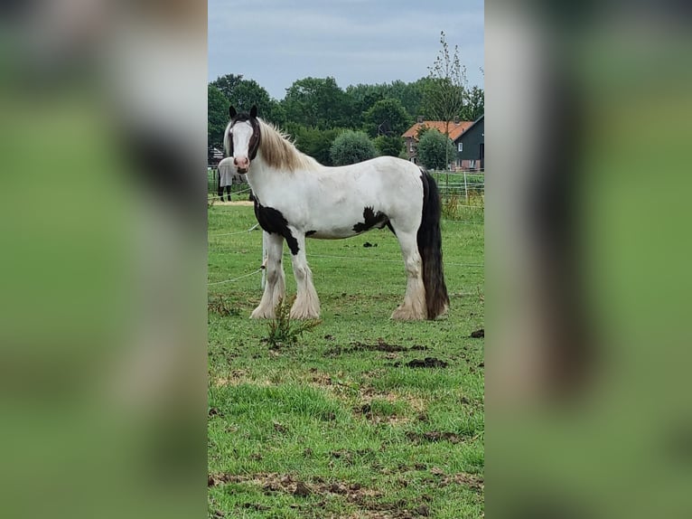 Cob Irlandese / Tinker / Gypsy Vanner Castrone 5 Anni 145 cm Pezzato in Vlijmen