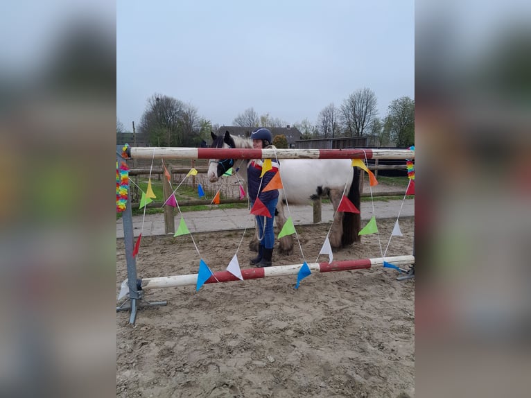 Cob Irlandese / Tinker / Gypsy Vanner Castrone 5 Anni 145 cm Pezzato in Vlijmen