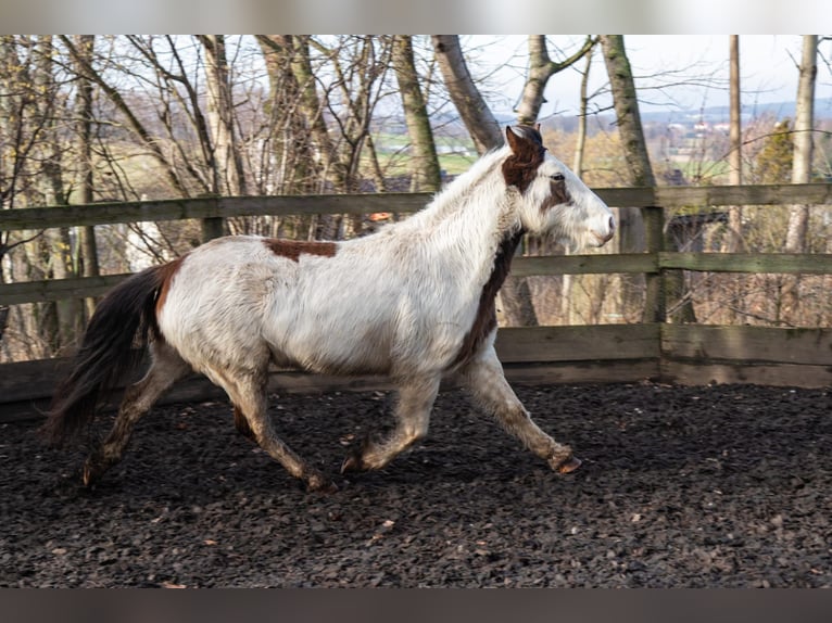 Cob Irlandese / Tinker / Gypsy Vanner Mix Castrone 5 Anni 146 cm Pezzato in Haselbachtal