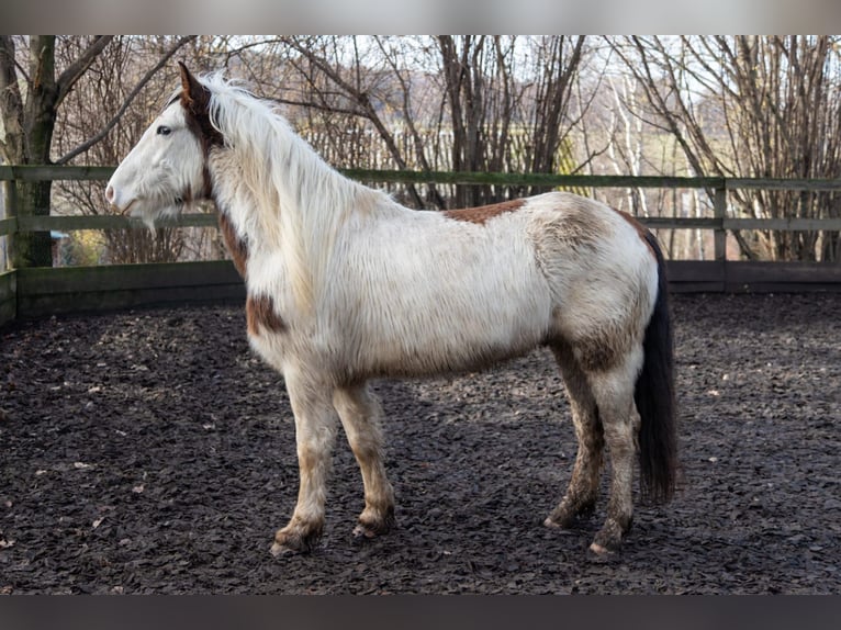 Cob Irlandese / Tinker / Gypsy Vanner Mix Castrone 5 Anni 146 cm Pezzato in Haselbachtal