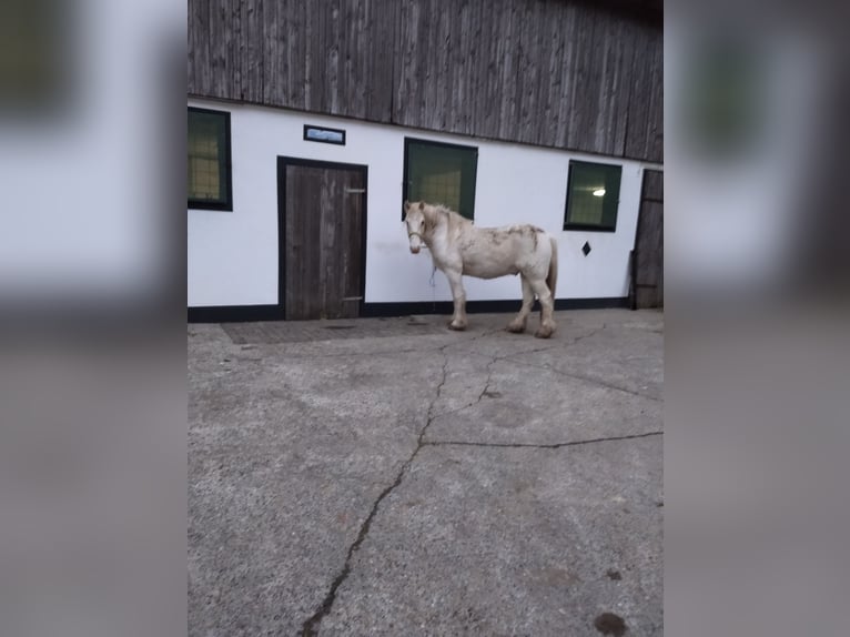 Cob Irlandese / Tinker / Gypsy Vanner Castrone 5 Anni 147 cm Palomino in Warstein