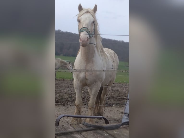 Cob Irlandese / Tinker / Gypsy Vanner Castrone 5 Anni 147 cm Palomino in Warstein