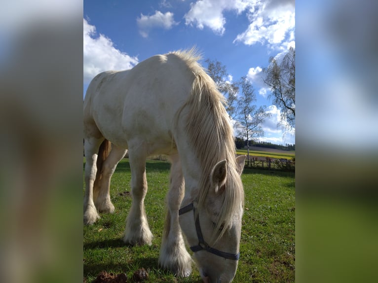 Cob Irlandese / Tinker / Gypsy Vanner Castrone 5 Anni 147 cm Palomino in Warstein